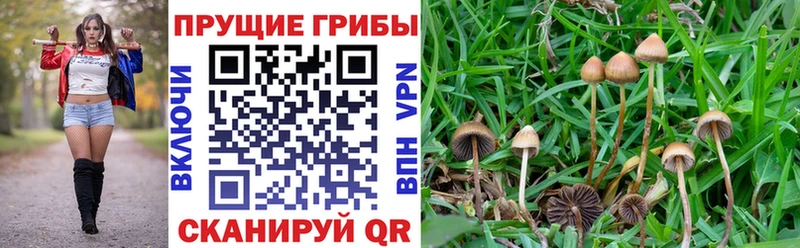 Галлюциногенные грибы Cubensis Карталы